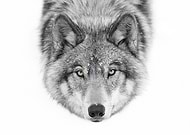 collection-preview-1