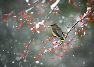 collection-preview-2