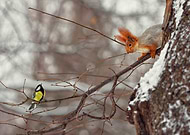 collection-preview-2