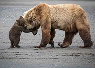 collection-preview-3