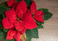 2021-11-26/c6e02e944b7d8bec96e1e9b0cd1892ab_8f28fa3ec4c491dcdf83b73b059d2ee1