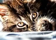 2021-12-01/3f6c5671a5e4d5b8cf07818f70091e9c_60f87ce5e1d1df9d8c3aa9dc29abcbfb