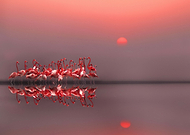 collection-preview-2