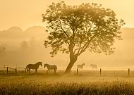 collection-preview-0