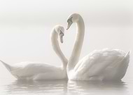 collection-preview-3