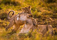 collection-preview-2