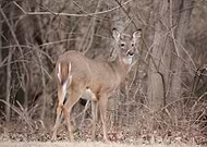 2022-03-07/da46c04da6e187cb48a343cdc3d8ec33_30247057bddd522869c9cb17eaac7130