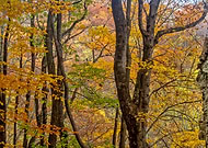 2022-04-06/4c4fa880cedf72bd3dd96c02b3d59398_d8e5ae9e825d6fdc8e1ff5c0d702c361