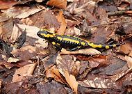 2022-04-22/541fe75e9cb1ef9f21713d00d01efb44_e8d440a84427ea37f1cf198b8c86b59e