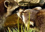 2022-07-14/8f063c44aee75cfb05515b5f1afbbeb2_1f4e79c88992be89f4289d0e851af22b