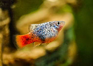 2022-07-24/801dd7d9d901e3da2c0ff0c9fa5795a8_42273d7a0c7907911b60e8589921884f