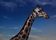 2022-08-28/e9165f12978a0d7ebe1af3c975e047d5_b8b3af6c59af5de76930ea730128fd07