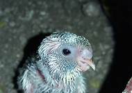 2022-11-05/232984b5c09c74cd9d11190578a79f77_cba3eeaf109d5706ae3b17b401c65199