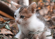 2023-01-06/4c07f1bd341adcb49d0fb8f038dad376_1bca766fa7809fa8b0d886ef0c19bd89