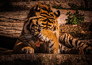 2023-01-24/a32f652c775061a2bac25620b48e9d1e_3d3e89d9d616104152c4ff0ee60865f4