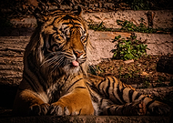 2023-01-24/a41ec8e1439ad1e876f52e392b4cda48_272b64cb16dea0736f89fd4b7675a1ca