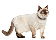 2023-02-06/c22282992940cfae718771485f6f5c74_d99115f4e4583dbcee40f5d3d130e7a0