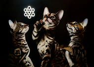 2023-02-27/436d4062e05311220f41cc609e43ee29_fe15df63559ff82f6a6534c49cc9dcae