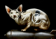 2023-02-27/c53929e0d2b3959fc28ea91b49f9aac6_c109ae3863ed0501c0dcb70cfc92a477