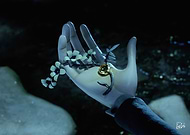 collection-preview-3