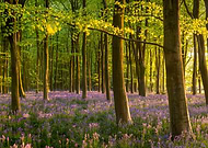 collection-preview-3