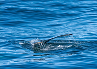 2023-09-28/8000f84e375b9fe4090501d4e721fd66_ac8c359bef0afa674719391256a4600c