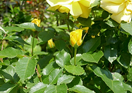 2023-10-12/1322841ad92e3dd5fb9e86e6e8220beb_e19cb3e19b32750e4db4173a9a118307