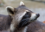 2023-10-14/9bf1c666d3dfcc3ceb4a7f263e3017cd_a6ed881b63fca4d54f7ebc3fb70dd60e