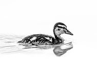 2023-11-23/04b707ab01f364919caaaa953a440710_3e9503e352bfe04c6b479ee6ad855538