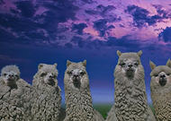 2023-12-04/074c4bd19c60384018e843c78c6d6614_3abba4e62d283ce43eed1bf3b8d872ee