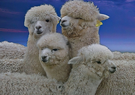 2023-12-04/2e73016eb5b80ba9c8ee0510bc5d7350_aa04d0fc5d76cd9dd0c0709a6f591d00