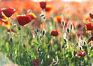 2023-12-15/bc666ef4945a7d125e47c743a78369b4_a8e8d417f3836473c4629a2deece6265