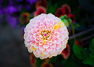 2023-12-30/1f49e9f77bc8525dbbad51f8e30709f0_d95d59e0fa38c6aec43e95d7cac7163d