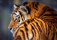 2024-01-15/d313e4b9bee76b0323554f6d2c86c70b_a3f9999fb564d54dc1f43cc84f516026