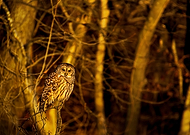 2024-02-12/d4f99dfe49ac29efe36a17a465c04ce1_774d2296c212ed90c14e4efb14de5958