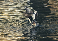 2024-03-10/b8d438c37a2118db3b4f1202dabe1f75_cb952f662ab07609c883b75ef1968a1d