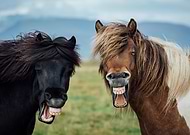 collection-preview-2