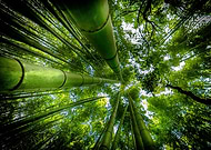 collection-preview-3