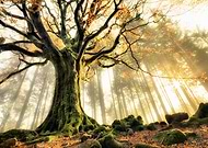 collection-preview-2