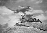 collection-preview-3