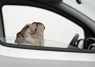 collection-preview-3