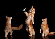 collection-preview-3