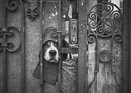 collection-preview-3