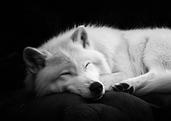 2024-11-23/c313b6aa-5175-468b-a493-ab4aeb2f8e47