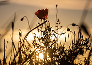 2024-11-23/d3d0b8e4-1a4e-4ea9-b512-01e510867810