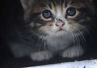 2024-12-15/e410ef33-cd3b-4a06-9c23-684f69ab8a41