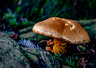 2025-01-01/0f0ae4fd-1e93-4781-86d1-ffc8453f7b4b