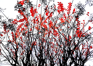 2025-02-01/41767abb-0432-4517-93e7-96fcefa9c5ad