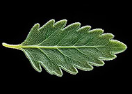 2025-02-01/a2c1e175-3070-4d92-a86f-589837fe366c