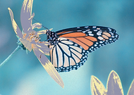 2025-02-16/c5286efb-a3c0-4697-b54f-e82ac117c172